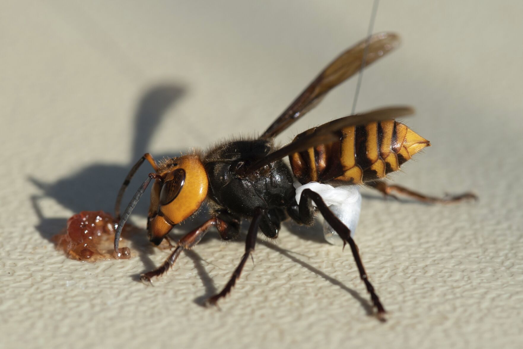 Murder Hornets Nest